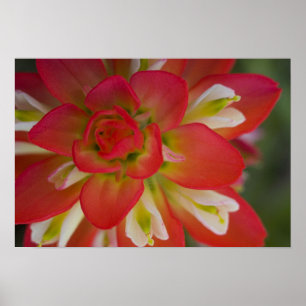 Poster Gros plan de pinceau indien près de Gay Hill,