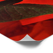 Poster Gros plan de Poinsettia (Coin)