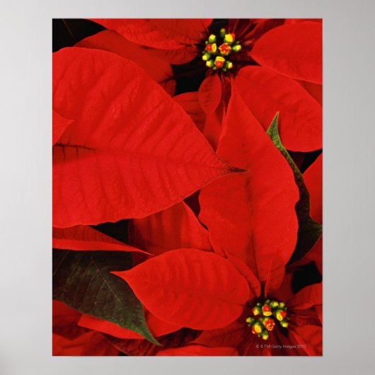 Poster Gros plan de Poinsettia (Devant)