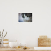 Poster Gros plan de Tabby et de chat blanc (Cuisine)