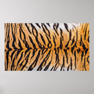 Poster Gros plan de Tigre Indo-Chinois (Panthera)