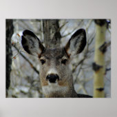 Poster Gros plan de Winter Mule Deer (Devant)