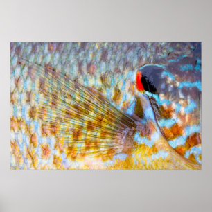 Poster Gros plan d'écailles de poisson