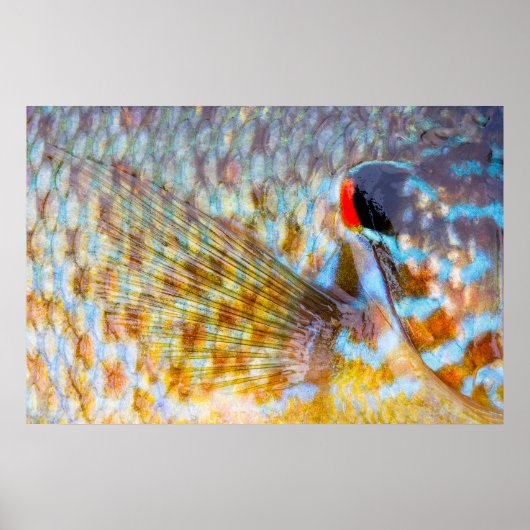 Poster Gros plan d'écailles de poisson (Devant)