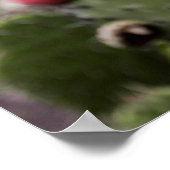 Poster Gros Plan Des Cactus À Poires (Coin)