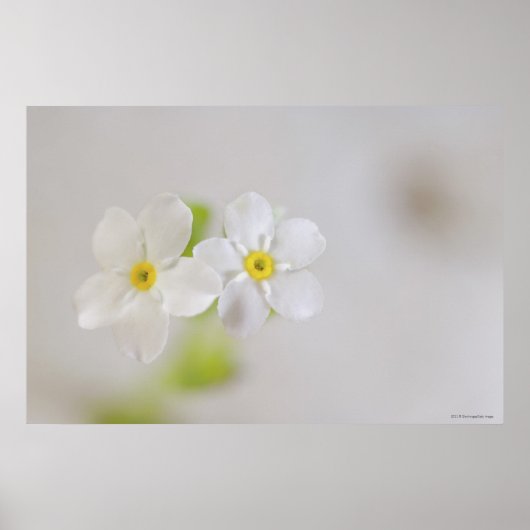 Poster Gros plan des fleurs 2 (Devant)