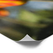 Poster Gros plan des fleurs de tulipes (Coin)