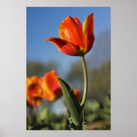 Poster Gros plan des fleurs de tulipes (Devant)