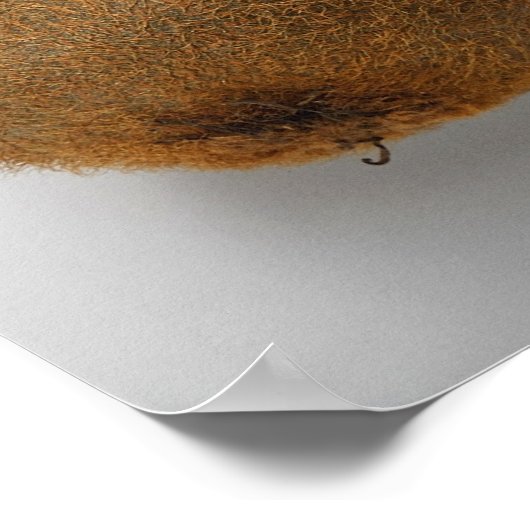 Poster Gros plan des kiwis 2 (Coin)