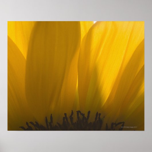 Poster Gros plan des pétales de tournesol (Devant)