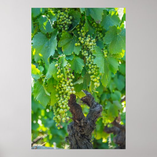 Poster Gros Plan Des Raisins À Maturer (Devant)