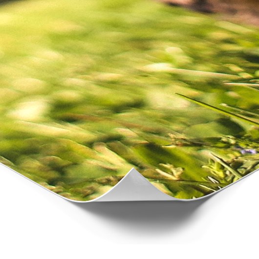 Poster Gros plan du chien (Coin)