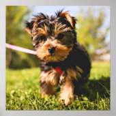 Poster Gros plan du chien (Devant)