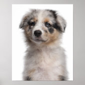 Poster Gros plan du chiot de Blue Merle Australian Shephe (Devant)