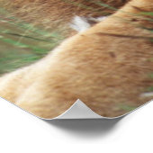 Poster Gros plan du lion mâle (Coin)