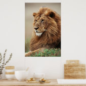 Poster Gros plan du lion mâle (Cuisine)