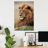 Poster Gros plan du lion mâle (Bureau à domicile)