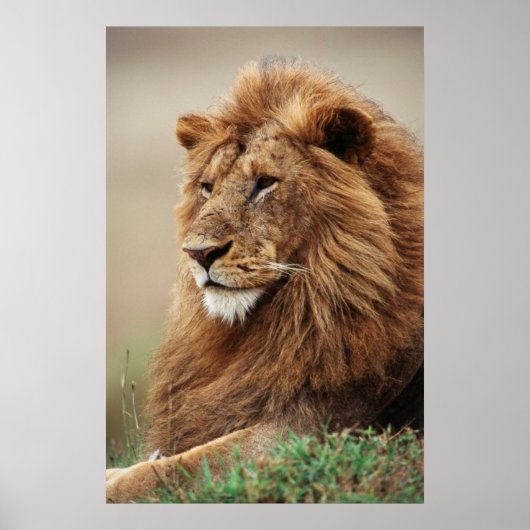 Poster Gros plan du lion mâle (Devant)