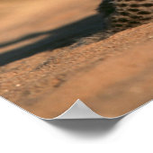 Poster Gros Plan Du Nouveau Léopard (Panthera Pardus) (Coin)