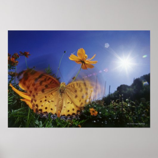 Poster Gros plan du papillon, ailes battant (Devant)