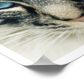 Poster Gros plan du visage de chat Birman (Coin)