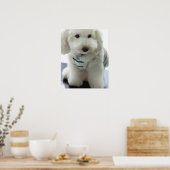 Poster Gros plan d'un caniche miniature (Cuisine)