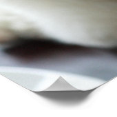 Poster Gros plan d'un caniche miniature (Coin)