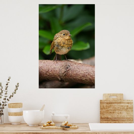 Poster Gros plan d'un charmant bébé Robin (Cuisine)