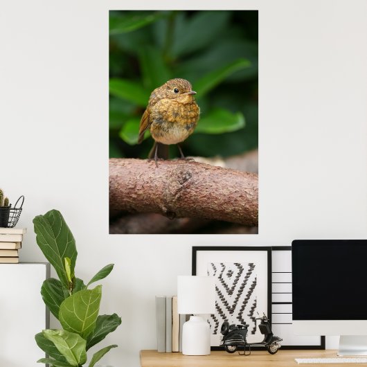 Poster Gros plan d'un charmant bébé Robin (Bureau à domicile)