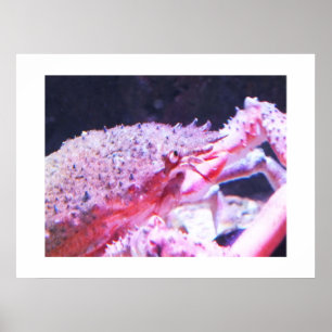Poster Gros plan d'un crabe d'araignée