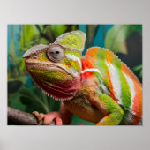 Poster Gros plan d'un lézard Chameleon coloré (Devant)