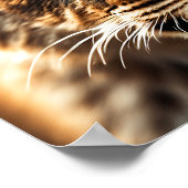 Poster Gros plan d'un lionceau (Coin)