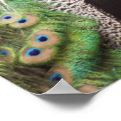 Poster Gros plan d'un paon (Coin)