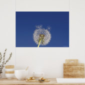Poster Gros plan d'un pissenlit (Cuisine)