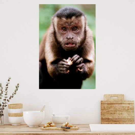 Poster Gros plan d'un singe capucin à cou noir (Cuisine)