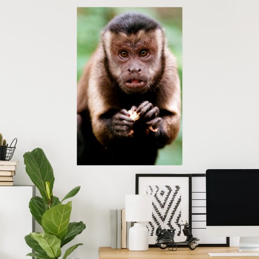 Poster Gros plan d'un singe capucin à cou noir (Bureau à domicile)