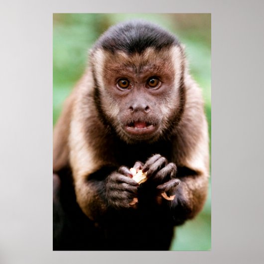 Poster Gros plan d'un singe capucin à cou noir (Devant)