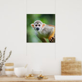Poster Gros plan d'un singe écureuil commun (Cuisine)