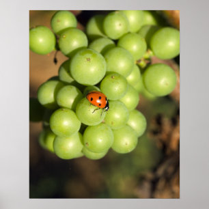 Poster Gros plan d'une coccinelle sur des raisins verts P