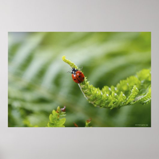 Poster Gros plan d'une coccinelle sur une branche (Devant)