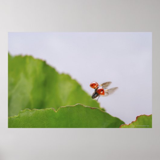 Poster Gros plan d'une coccinelle survolant une feuille (Devant)