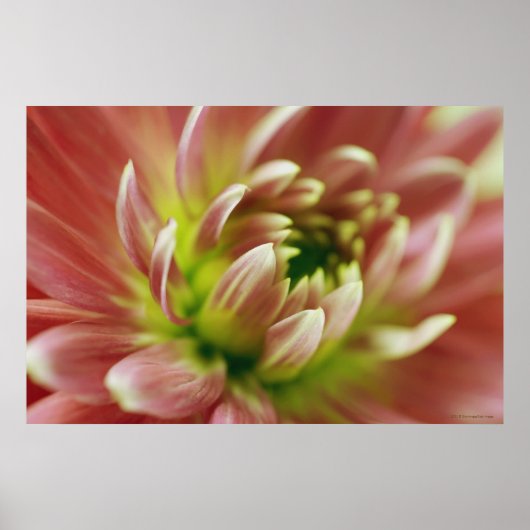 Poster Gros plan d'une fleur 2 (Devant)