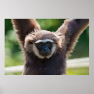 Poster Gros plan d'une Gibbon pendante