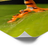 Poster Gros plan d'une grenouille de singe de Tiger Leg (Coin)