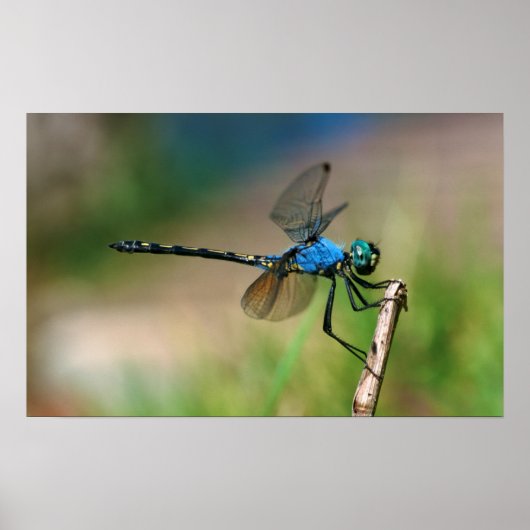 Poster Gros plan d'une libellule bleue sur une branche (Devant)