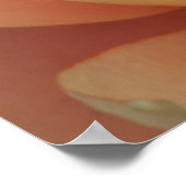 Poster Gros Plan D'Une Lys D'Eau (Coin)