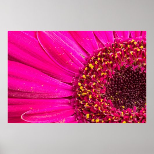 Poster Gros plan d'une marguerite de Gerber (Devant)