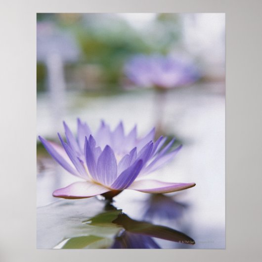 Poster Gros plan d'une nappe d'eau violette flottant sur (Devant)