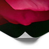 Poster Gros plan d'une rose rose vibrante qui fleurit au (Coin)