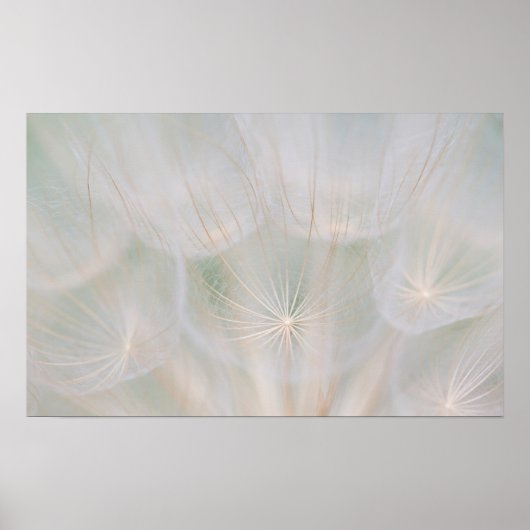 Poster Gros plan d'une tête de semence, Canada (Devant)